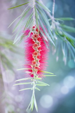 Kırmızı şişe fırçası ağacı (Callistemon) çiçek