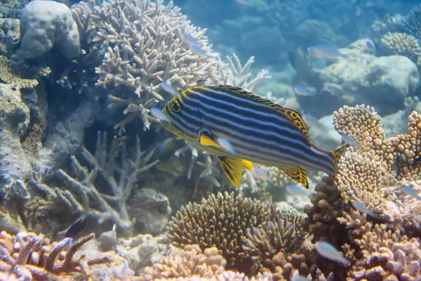 Fische Korallen Malediven Indischer Ozean — Stockfoto