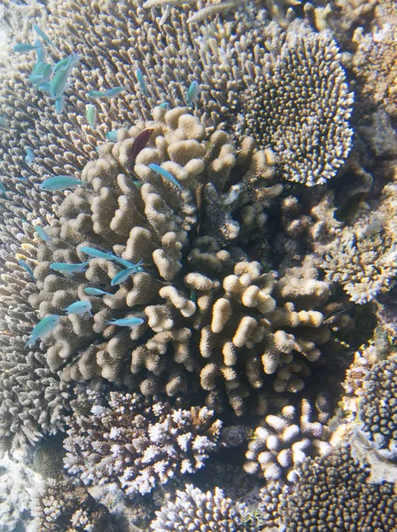 珊瑚中的鱼 马尔代夫 印度洋 — 图库照片