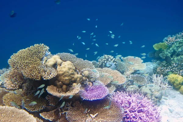 Fische Korallen Malediven Indischer Ozean — Stockfoto
