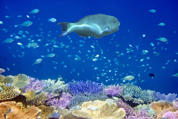 산호의 화염방사기 몰디브 인도양 — 스톡 사진