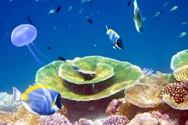 Peixes Corais Maldivas Oceano Índico — Fotografia de Stock