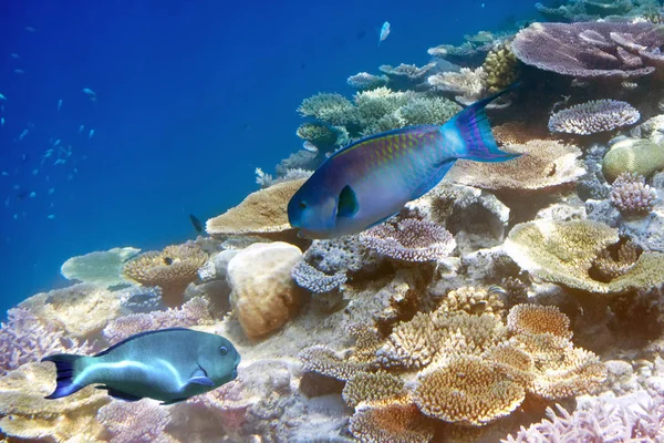 Ryby Korálech Maledivy Indický Oceán — Stock fotografie