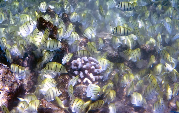 Poissons Dans Les Coraux Maldives Océan Indien — Photo