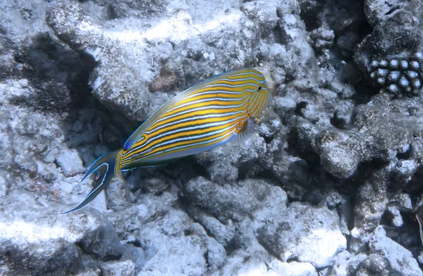 Pesci Nei Coralli Maldive Oceano Indiano — Foto Stock