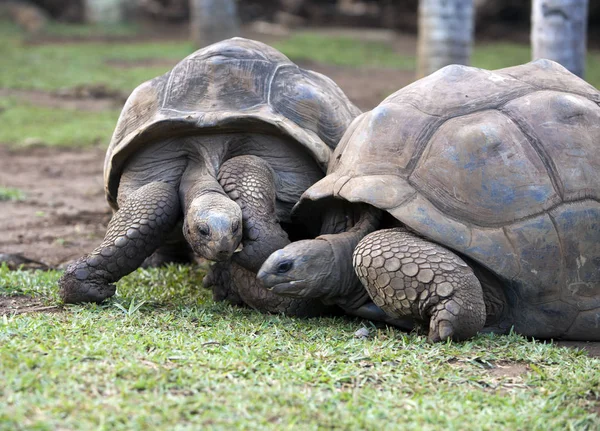 Deux Grandes Tortues Seychelloises Dans Parc — Photo