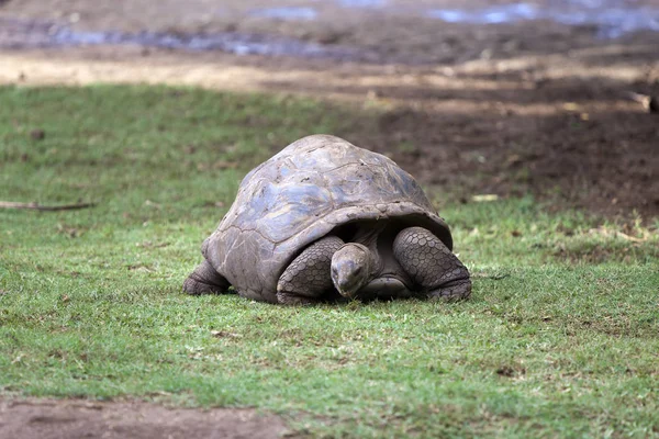 Grande Tortue Des Seychelles Dans Parc — Photo