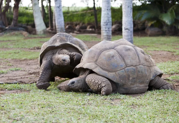 Deux Grandes Tortues Seychelloises Dans Parc — Photo