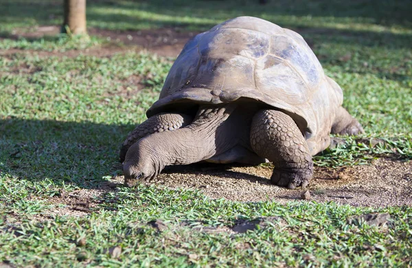 大塞舌尔海龟在公园 — 图库照片
