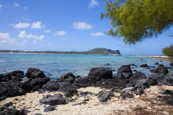 Mauritius Rośliny Tropikalne Kamienistym Brzegu Morza — Zdjęcie stockowe