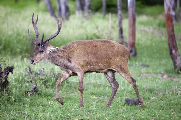 Deer Falling Horn — Stock Photo, Image