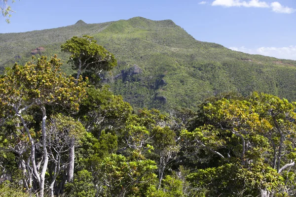 Nature Mauritius Wood Mountains — Stock Photo, Image