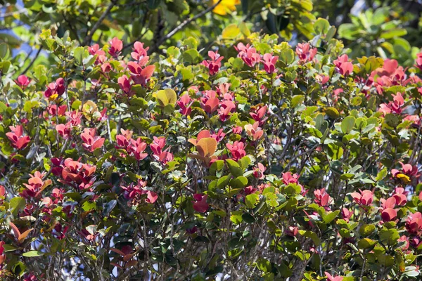 Albero Tropicale Con Foglie Rosso Alle Estremità Dei Rami Photinia — Foto Stock