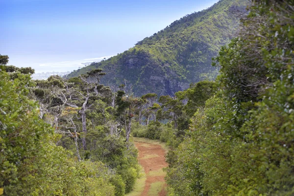 毛里求斯 黑河峡谷公园 森林中的路 — 图库照片