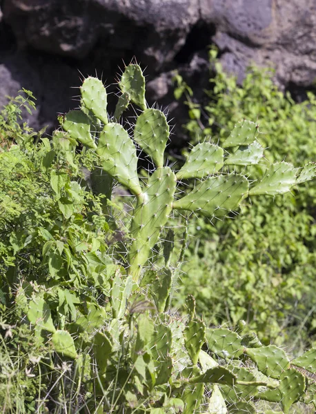 Microdasys Opuntia Asas Anjo Cacto Coelho Cacto Bolinhas — Fotografia de Stock