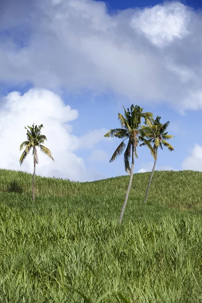 Palmer Gröna Kullar Och Blå Himmel Med Moln Mauritius — Stockfoto