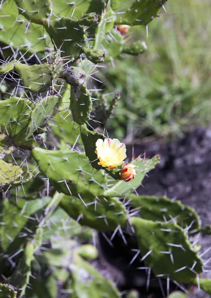 Blooming Prickly Pear Opuntia Microdasys — Stock Photo, Image