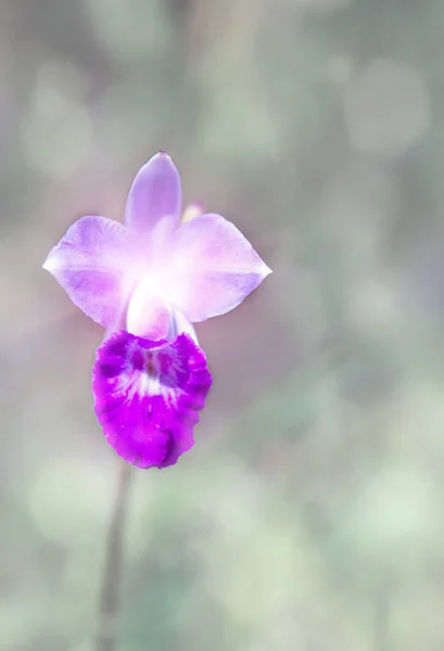 Tak Van Bloeiende Roze Orchidee — Stockfoto