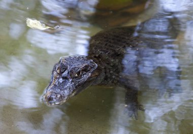 suda küçük timsah