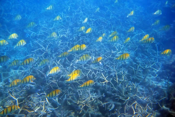 Big pack of tropical fishes over a coral reef