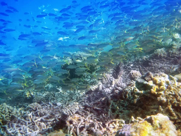 Big pack of tropical fishes over a coral reef