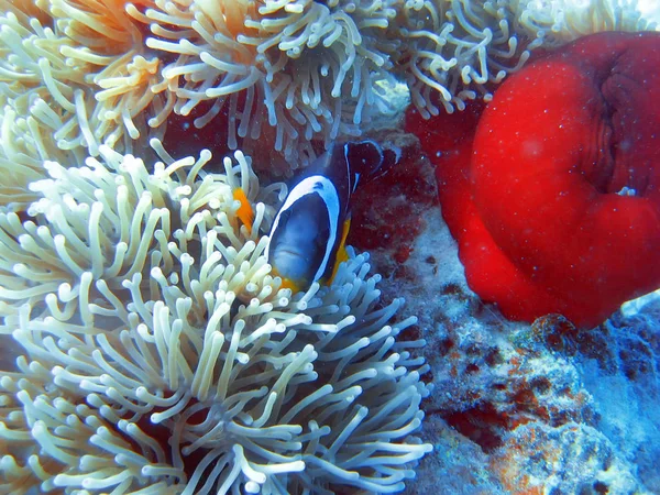 Poissons Dans Les Coraux Monde Sous Marin — Photo