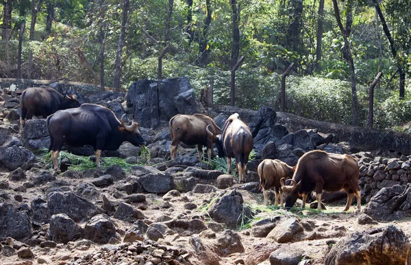 岩石上的野牛群 — 图库照片