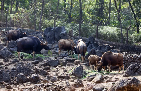 Manada Touros Selvagens Rocha — Fotografia de Stock