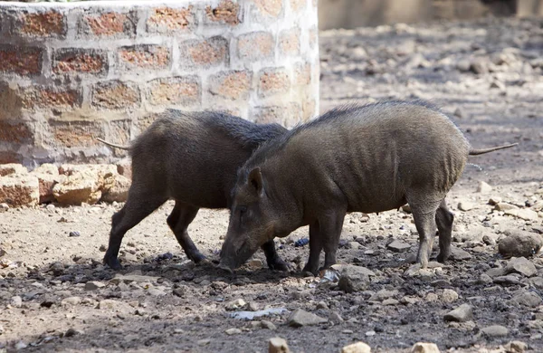 Twee Wilde Zwijnen Steenachtige Grond — Stockfoto