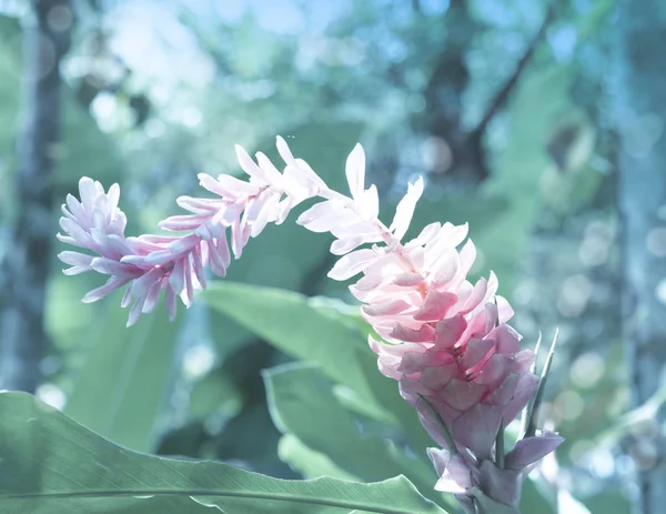 Αλπική Μωβ Λουλούδι Alpinia Purpurata — Φωτογραφία Αρχείου