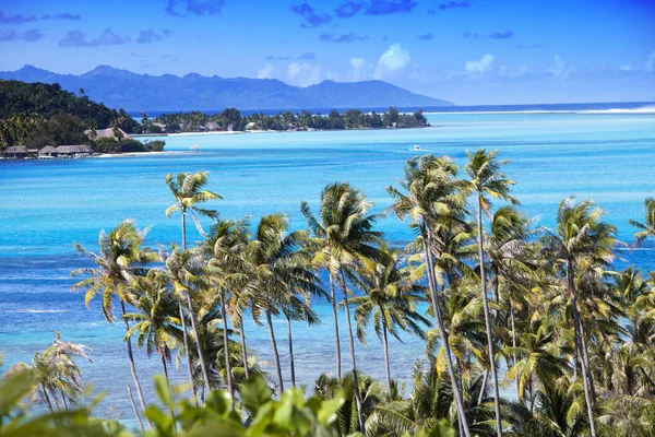 Bora Bora Adasının Mavi Gölü Polinezya Palmiye Ağaçları Deniz Manzarası — Stok fotoğraf
