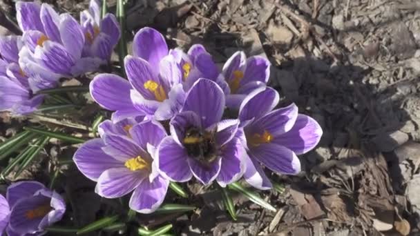 Bumblebee på en blå blomma av en krokus i början av våren, en närbild — Stockvideo