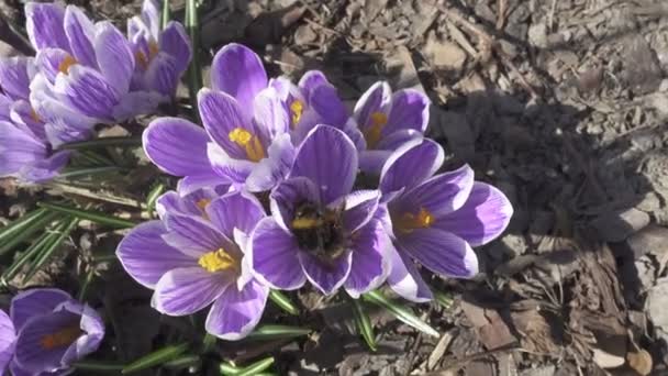 Bourdon sur une fleur bleue d'un crocus au début du printemps, un gros plan — Video