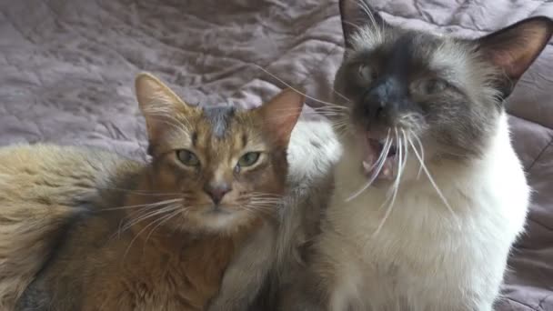 Erwachsene Katze Mekong Bobtail und Kätzchen Somali. Haustiere waschen sich und einander — Stockvideo