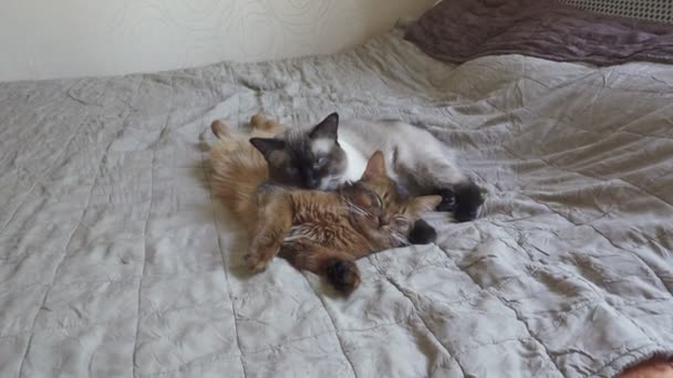 Erwachsene Katze Mekong Bobtail und Kätzchen Somali. Haustiere liegen und schlafen auf einem Bett — Stockvideo