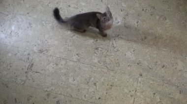 Somali Kitten kamera üzerinde atlar