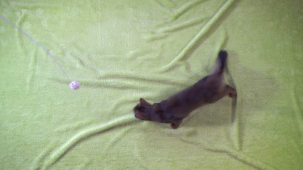 Le chaton de Somalie saute sur la caméra, Slow Motion 