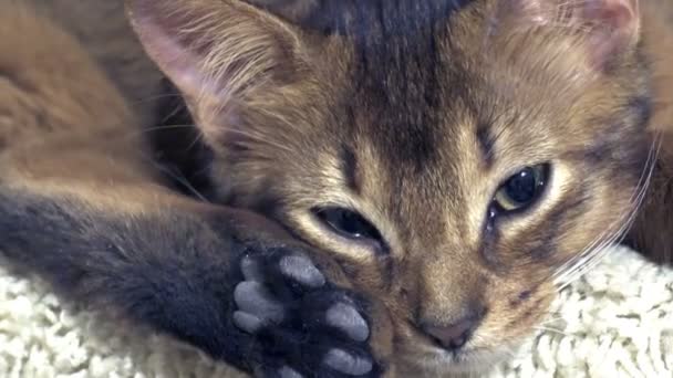 Gatito Somalí Miente Descansa — Vídeo de stock