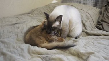 Yetişkin kedi mekong bobtail ve kedi somali. Evcil hayvanlar kendilerini ve birbirlerini yalarken yıkıyor