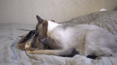 Yetişkin kedi mekong bobtail ve kedi somali. Evcil hayvanlar kendilerini ve birbirlerini yalarken yıkıyor