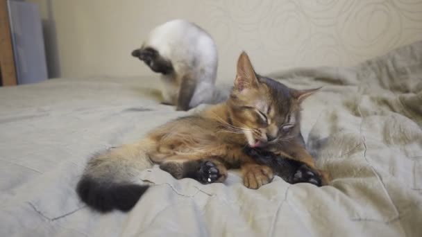 Dorosły Kot Mekong Krótko Ucięty Ogon Kotek Somalii Zwierzęta Umyć — Wideo stockowe