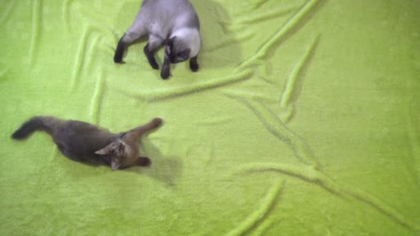 大人の猫メコンボブテールと子猫ソマリアは お互いに遊ぶ ソマリアの子猫は カメラにジャンプ スローモーション — ストック動画
