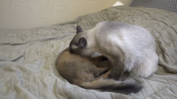 大人の猫メコンボブテールと子猫ソマリ ペットは自分自身とお互いを舐める洗浄 — ストック動画
