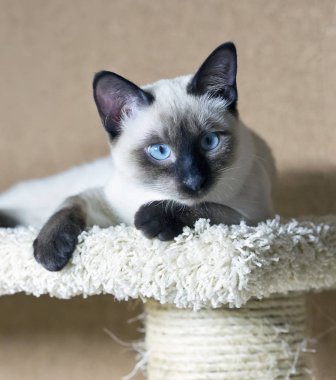 Tayland cins ivezi renkli mühür noktası kameraya bakarak