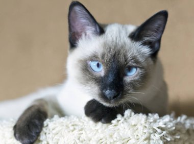 Tayland cins ivezi renkli mühür noktası kameraya bakarak