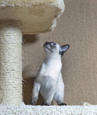 Tay cins iyelik yavru kedi renk mühür noktası yukarı bakıyor