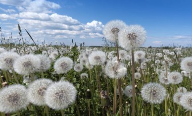 Beyaz kabarık soluk dandelions bulutlar ile mavi gökyüzü altında bir alanda