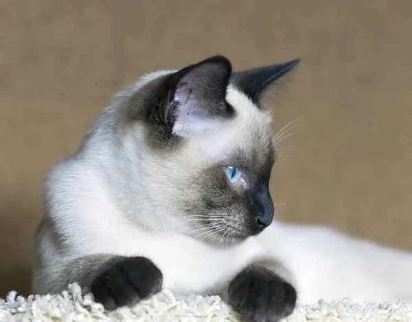 Tajski Rasy Kitten Kolor Pieczęć Punkt Patrząc Bok — Zdjęcie stockowe