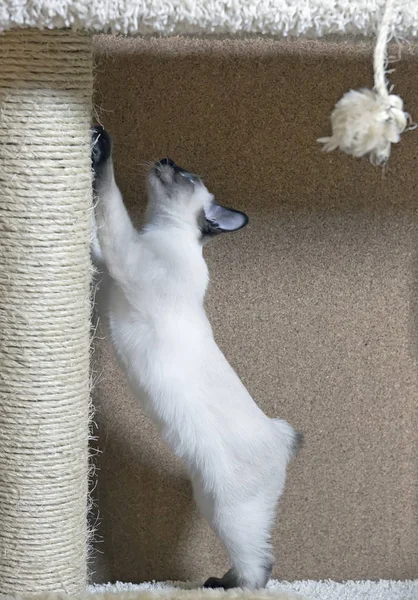 Gatinho Cabelos Curtos Ponto Vedação Cor Olhando Para Cima — Fotografia de Stock