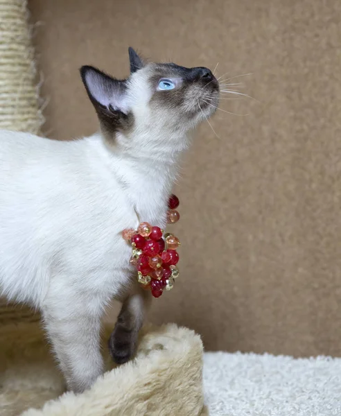 Tailandés Crianza Gatito Con Rojo Cuentas Cuello Cuidadosamente Mira Hacia — Foto de Stock